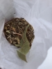 Фото-отзыв №2 Натуральный травяной чай &amp;quot;Горный&amp;quot;, 50 г (Алтэя, Травяные чаи), автор Анна 